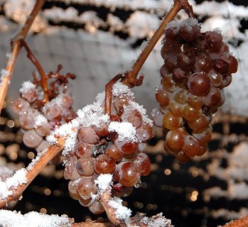 El vino de hielo