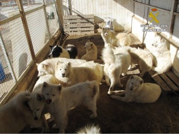 El SEPRONA investiga una protectora de Elda por un posible delito de maltrato animal