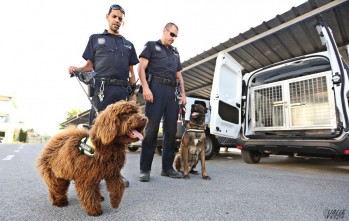 Elda recibir&aacute; una distinci&oacute;n por retirar a Suso como perro polic&iacute;a tras la muerte de su gu&iacute;a Iv&aacute;n Rocamora 
