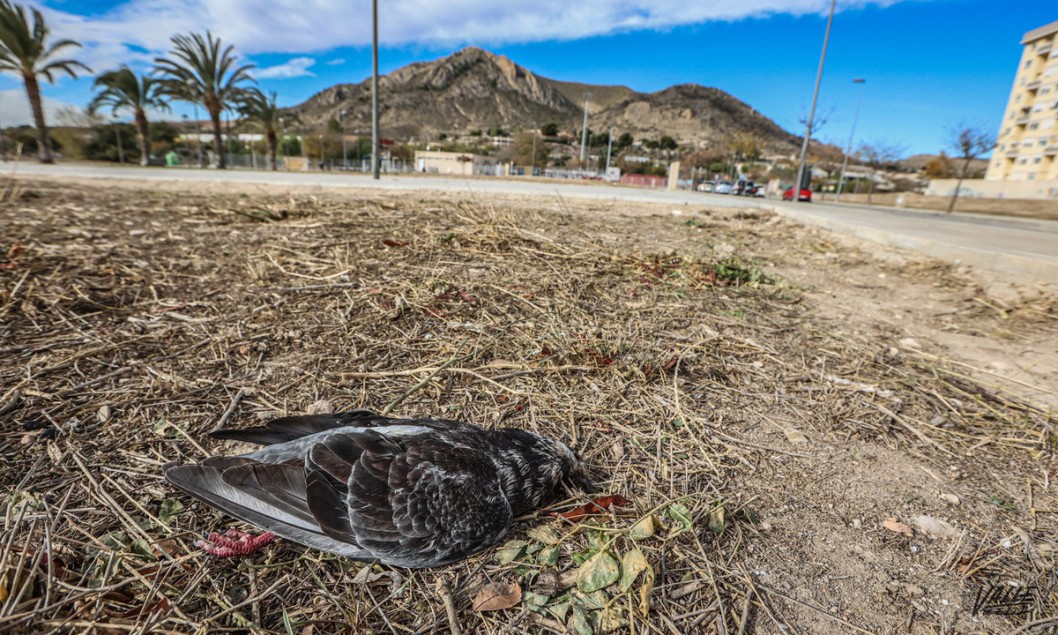 Aparecen muertas cientos de palomas en diferentes parques de Elda Aparecen muertas cientos de palomas en diferentes parques de Elda