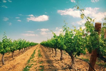 Nuestra peque&ntilde;a historia del vino (y 4)