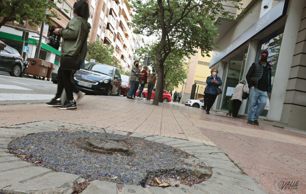 Elda replantará parte del arbolado perdido en las calles de la ciudad Elda replantará parte del arbolado perdido en las calles de la ciudad