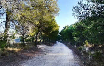 La masificaci&oacute;n de coches provoca el cierre al tr&aacute;fico del camino de Cat&iacute; a Catxuli