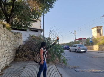 Dos grandes ramas caen en el barrio La Torreta