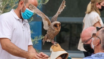 Las aves terap&eacute;uticas de Magic Eagle sorprenden a los usuarios de salud mental de Elda