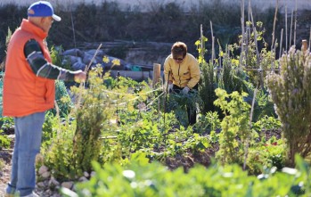 El Ayuntamiento saca a licitaci&oacute;n las 37 parcelas del huerto urbano 