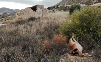 Encuentran un arru&iacute; decapitado en Petrer