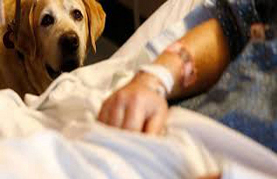 Tu perro también te puede visitar en el hospital Tu perro también te puede visitar en el hospital