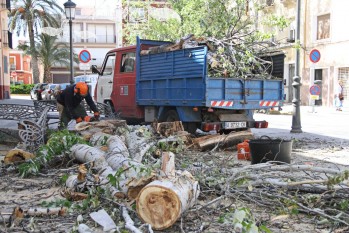 Talan un chopo de 45 a&ntilde;os en la plaza Sagrado Coraz&oacute;n para evitar riesgos en Moros y Cristianos